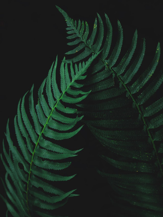 Diplawium esculentum